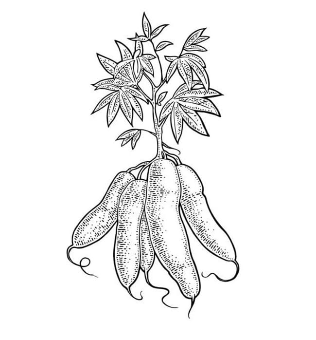 Desenho de Mandioca para Crianças de 4 Ano para Colorir e Pintar