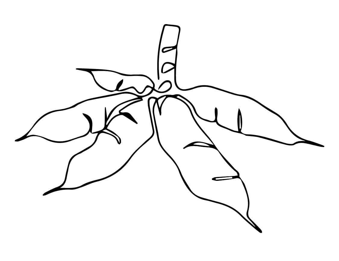 Desenho de Mandioca para Crianças para Colorir e Pintar