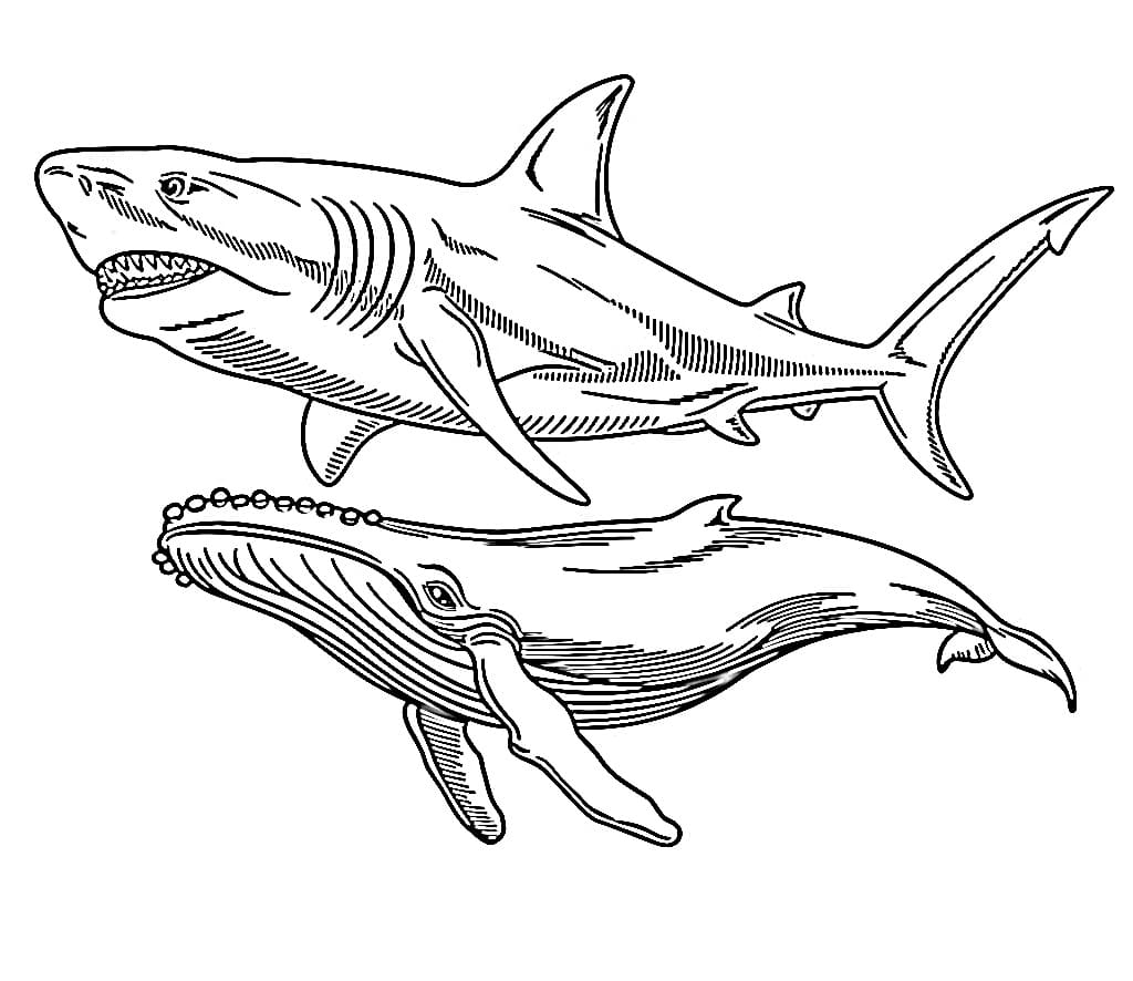Desenho de Megalodon e Baleia para Colorir e Pintar