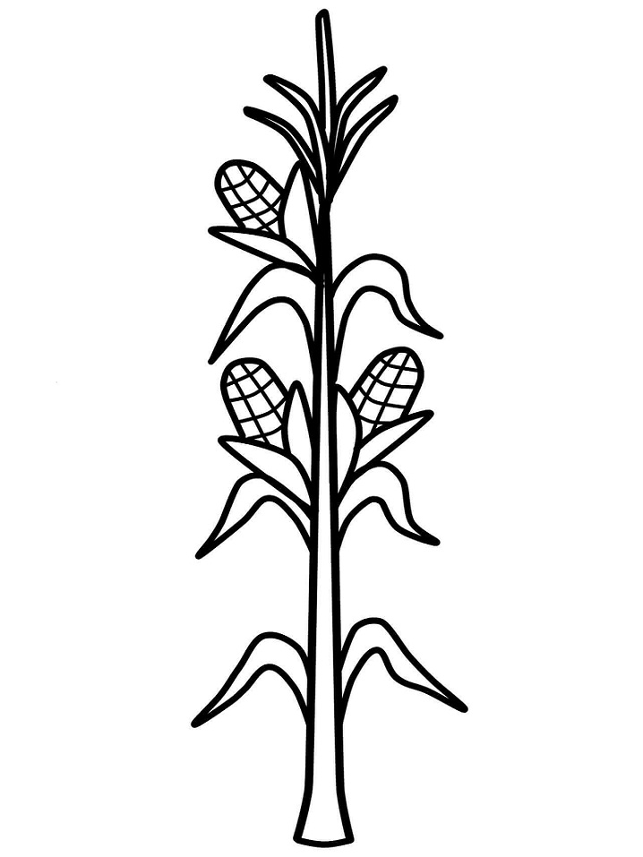 Desenho de Milho Baixar Imprimivel e Pintar