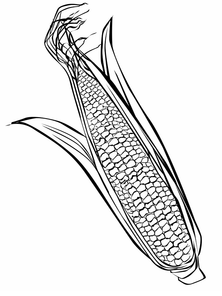 Desenho de Milho Cozido para Colorir e Pintar