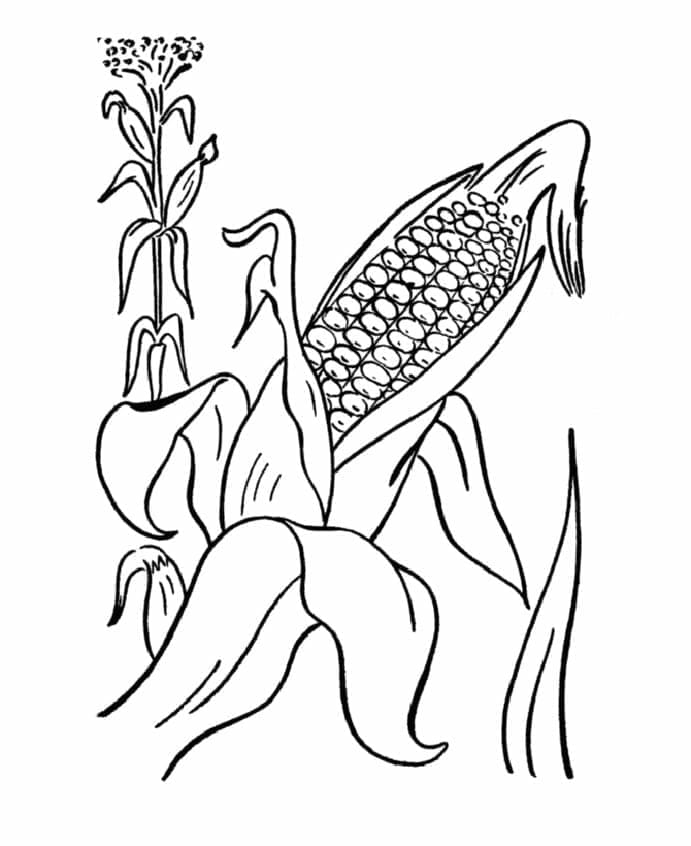 Desenho de Plantá de Milho para Colorir e Pintar