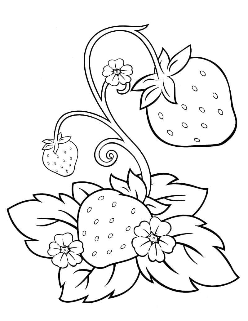 Desenho de Flores e Morangos para Colorir e Pintar
