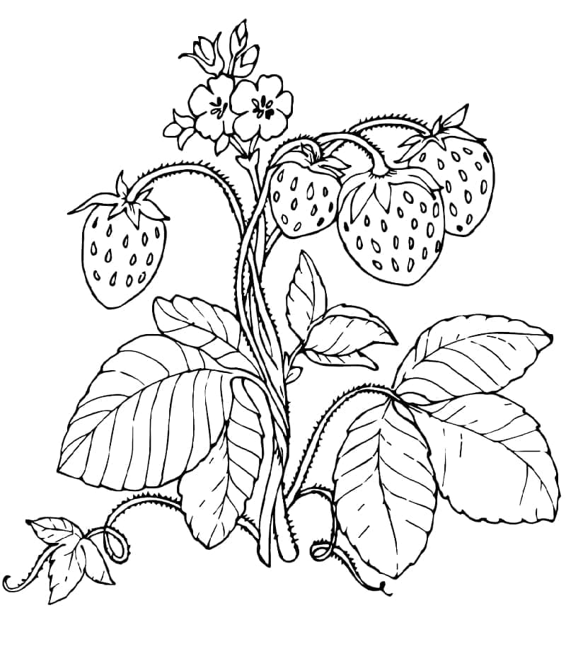 Desenho de Morango Grátis para Colorir e Pintar