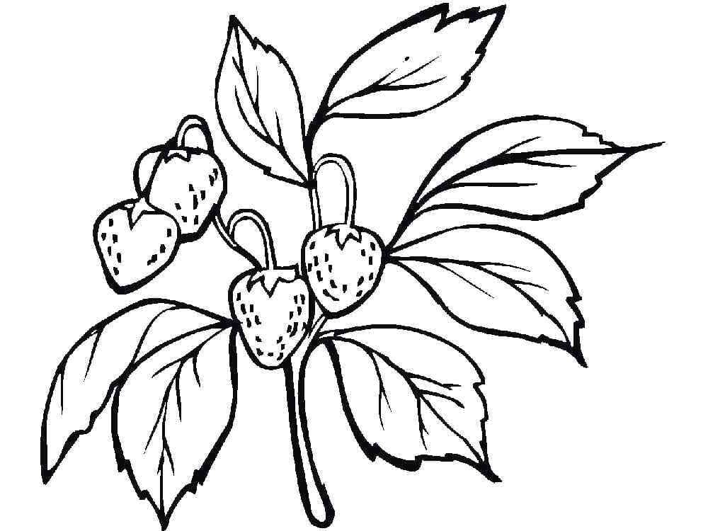 Desenho de Morango para Crianças para Colorir e Pintar