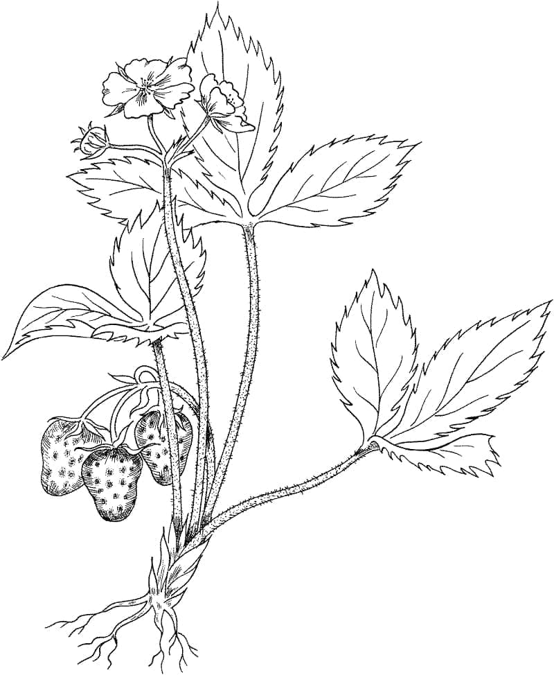 Desenho de Plantá de Morango para Colorir e Pintar