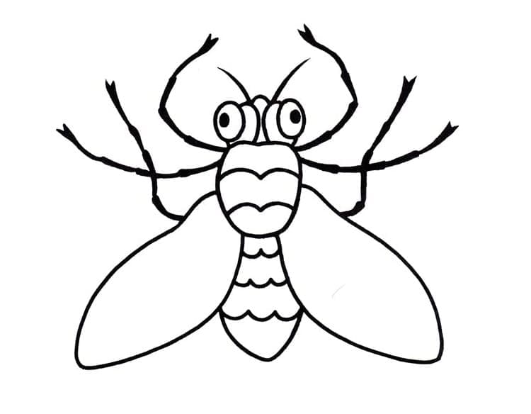 Desenho de Moscá Engracada para Colorir e Pintar