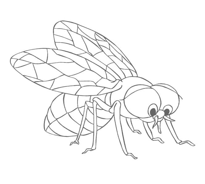 Desenho de Moscá Infantil para Colorir e Pintar