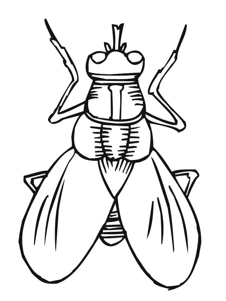 Desenho de Moscá para Crianças para Colorir e Pintar