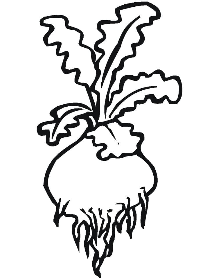 Desenho de Nabo Atividade para Imprimir e Pintar