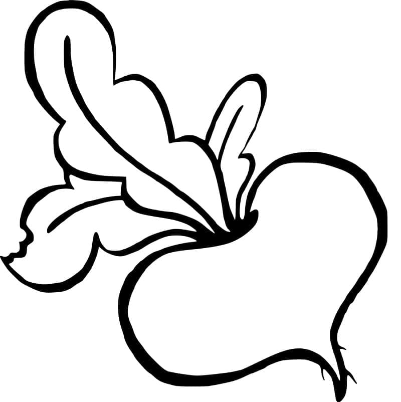 Desenho de Nabo para Colorir Grátis e Pintar