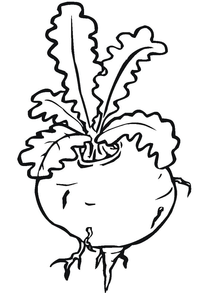 Desenho de Nabo para Pintar