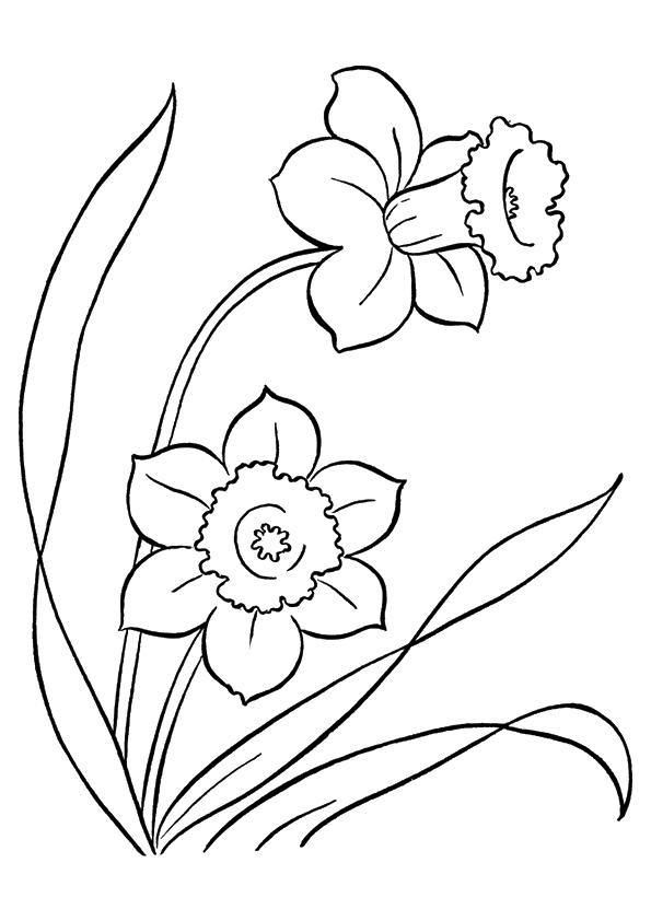 Desenho de Narciso Silvestre para Colorir e Pintar