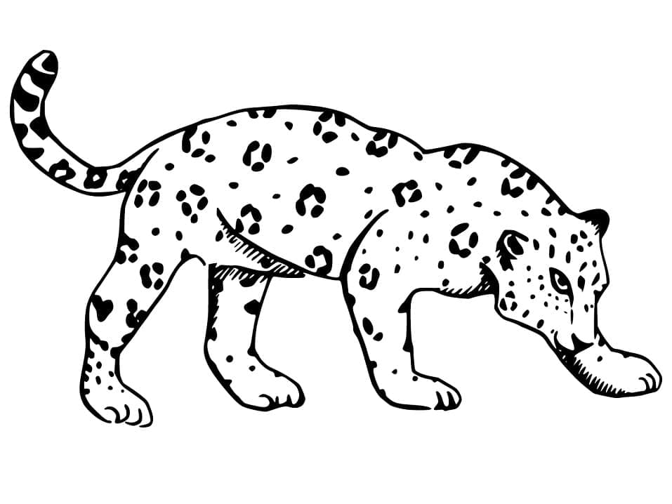 Desenho de Onça Imprimivel para Crianças para Colorir e Pintar