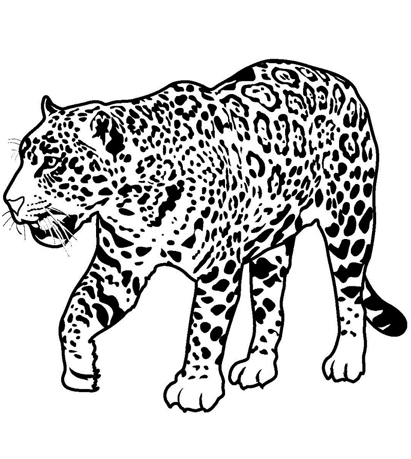 Desenho de Linda Onça Caminhando na Floresta e Pintar