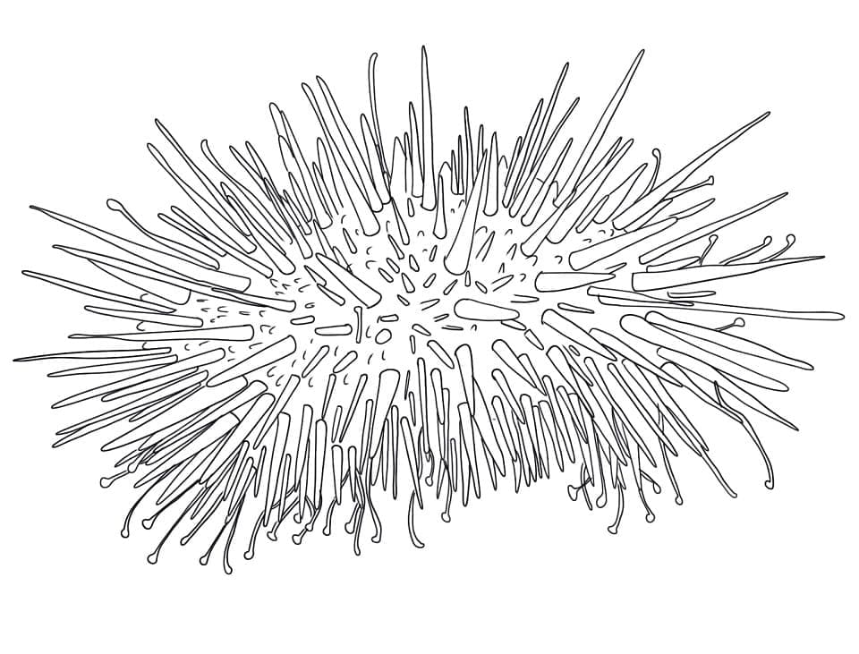 Desenho de Ouriço do Mar Grátis para Colorir e Pintar