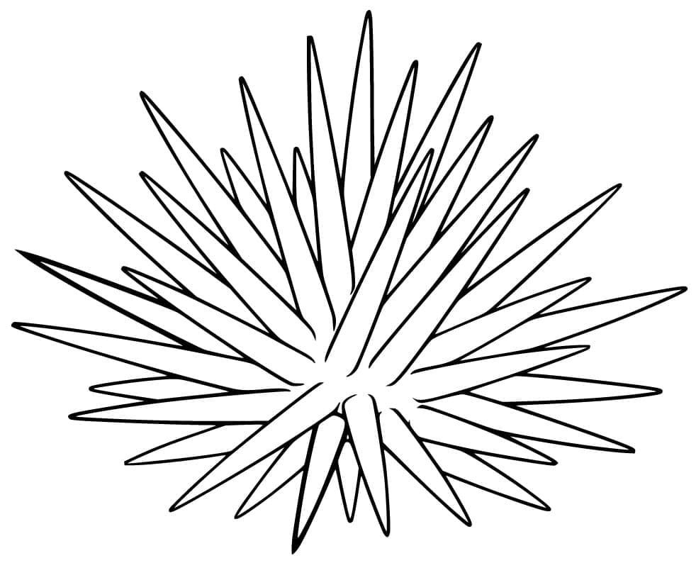 Desenho de Ouriço do Mar para Crianças para Colorir e Pintar