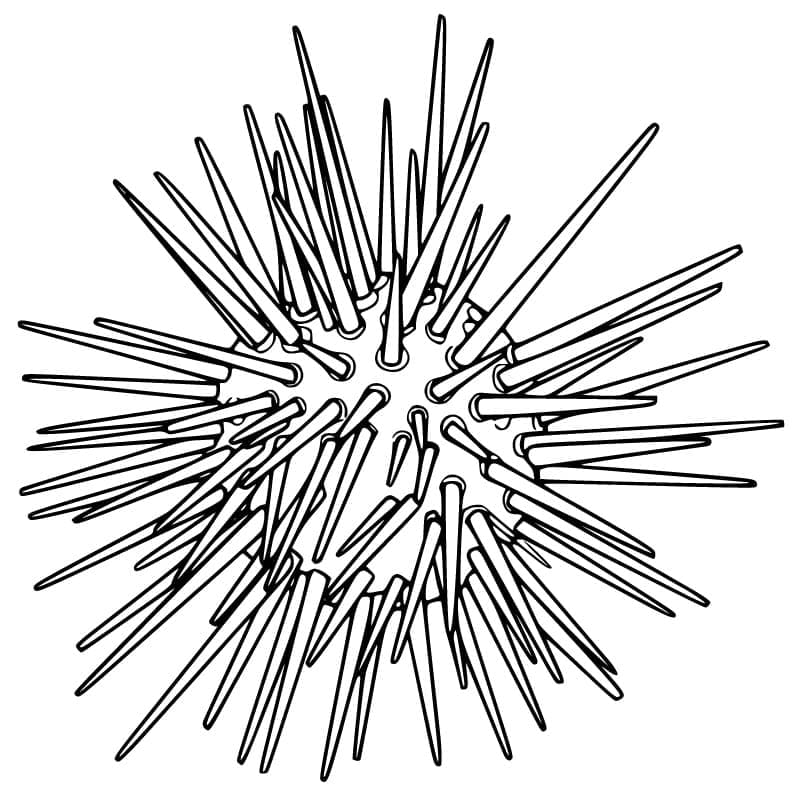Desenho de um Ouriço do Mar para Colorir e Pintar