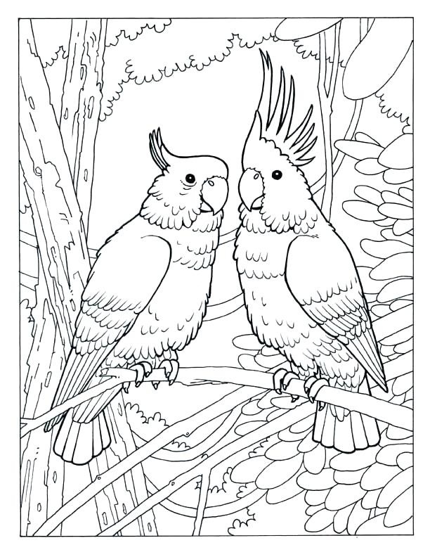 Desenho de Dois Papagaios na Floresta para Colorir e Pintar