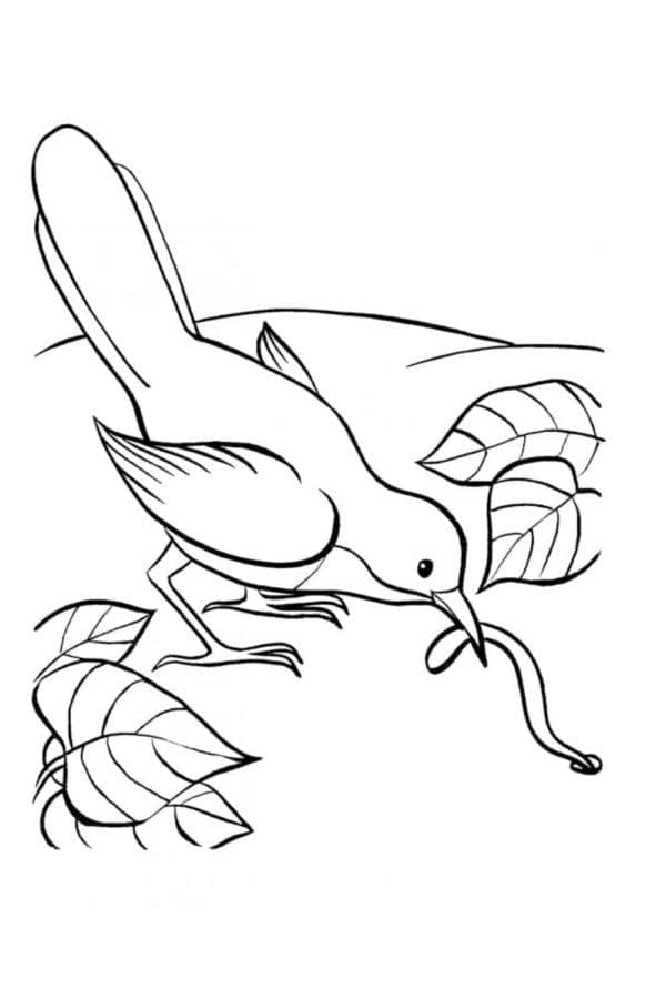 Desenho de Pássaro Pegando Minhoca para Colorir e Pintar