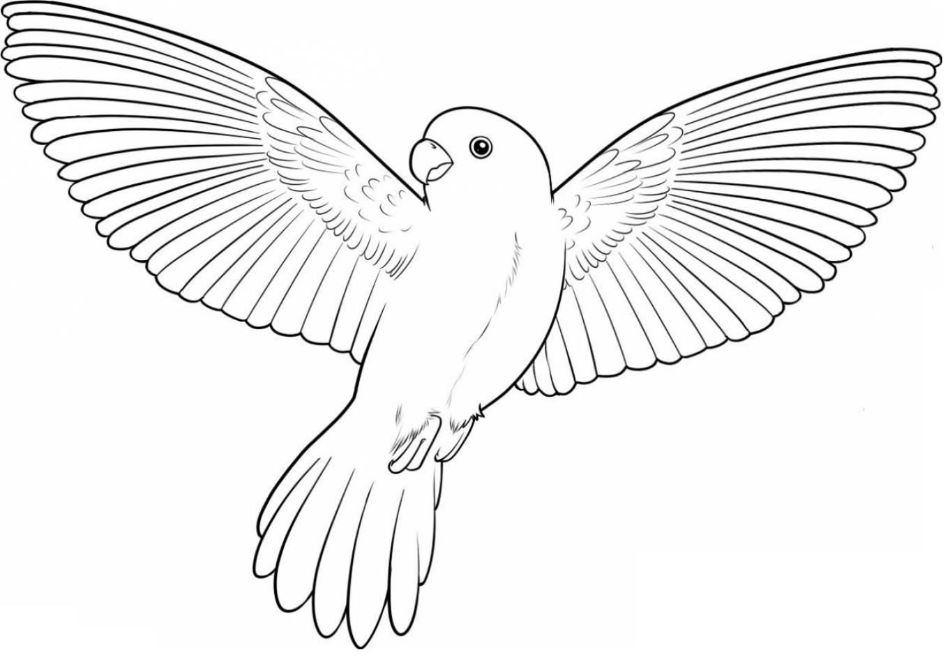 Desenho Pássaro Bonito para Colorir e Pintar