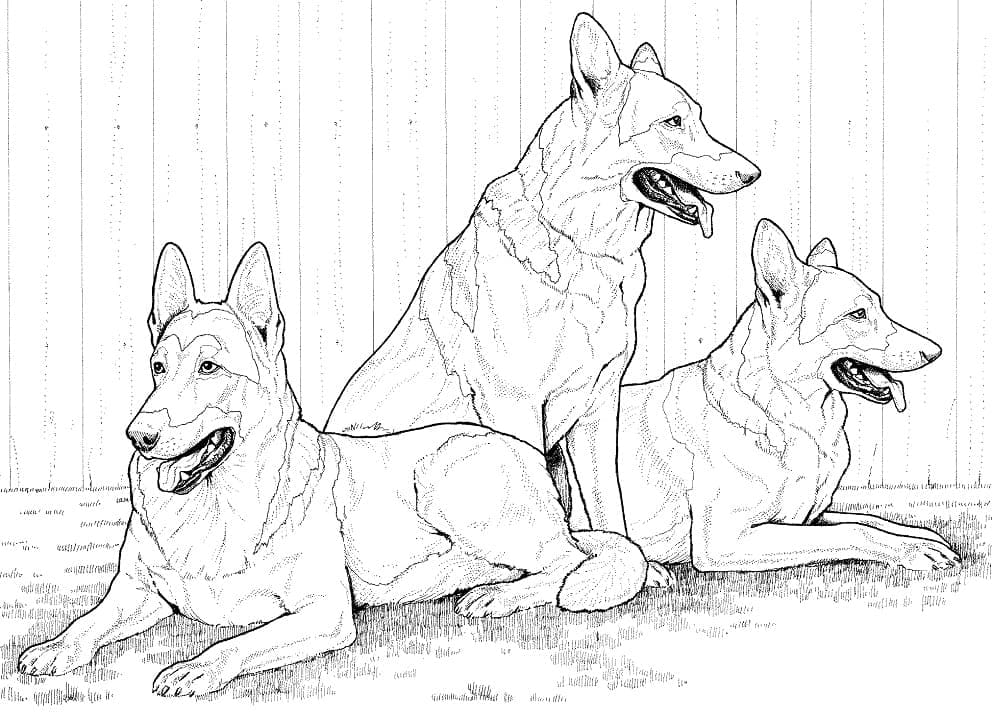 Desenho de Cães Pastores Alemães para Colorir e Pintar