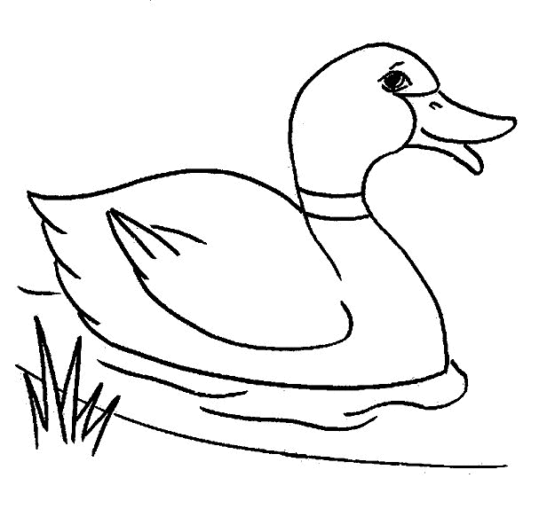 Desenho de Patinho para Colorir Download e Pintar
