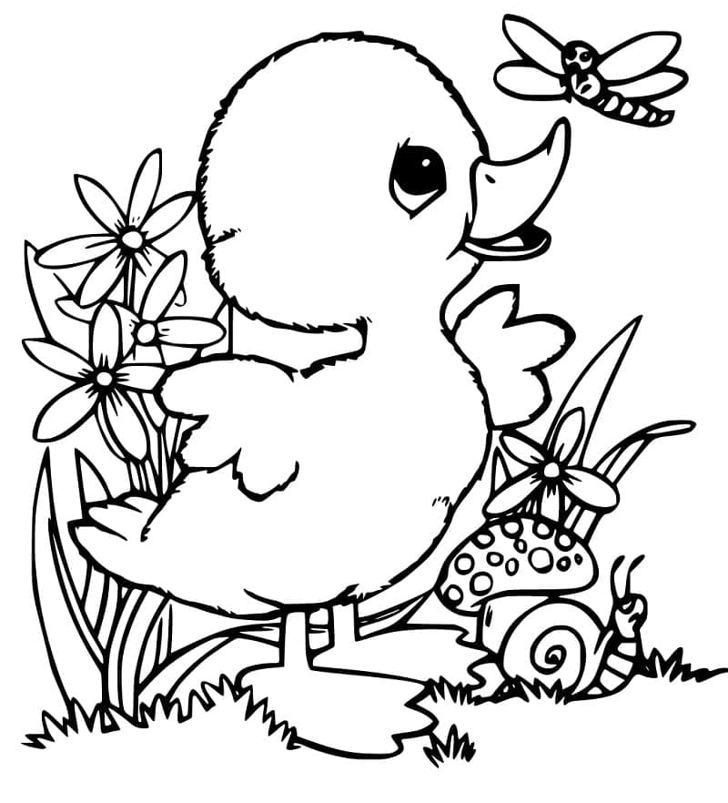 Desenho Patinho Adorável para Colorir e Pintar