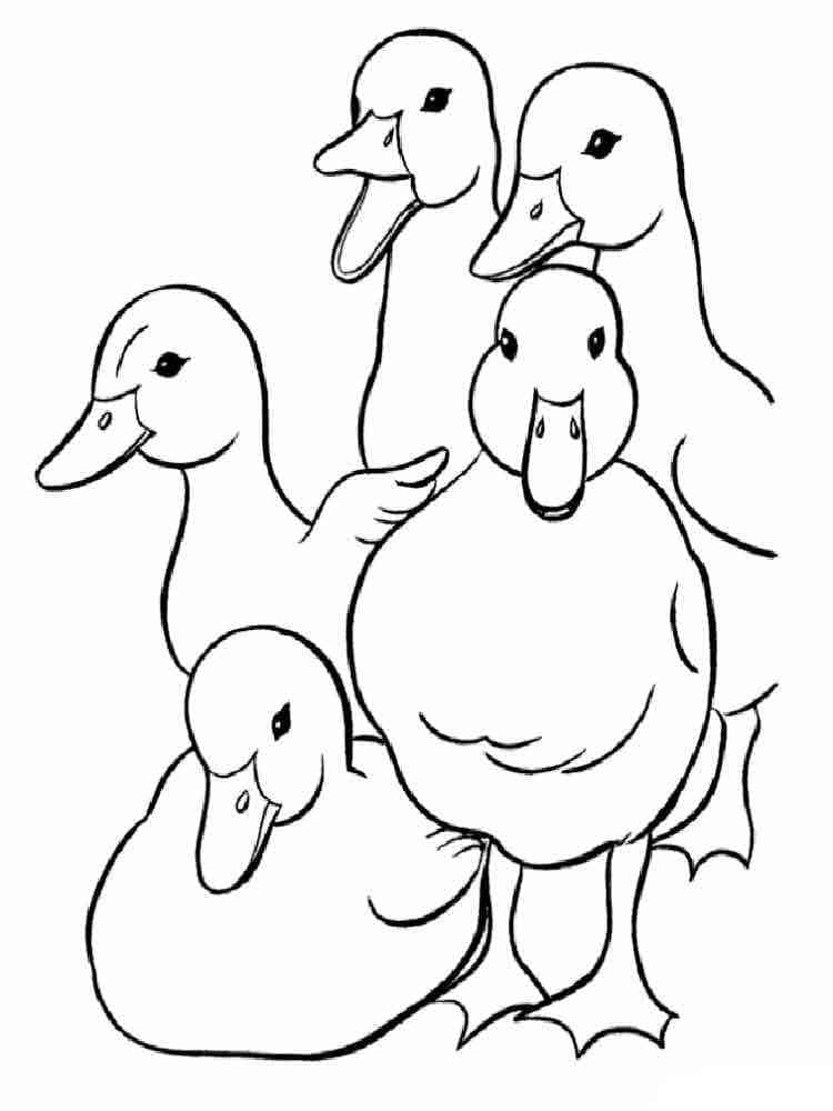 Desenho de Cinco Patos para Colorir e Pintar