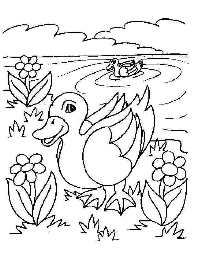 Desenho de Dois Patos para Colorir e Pintar