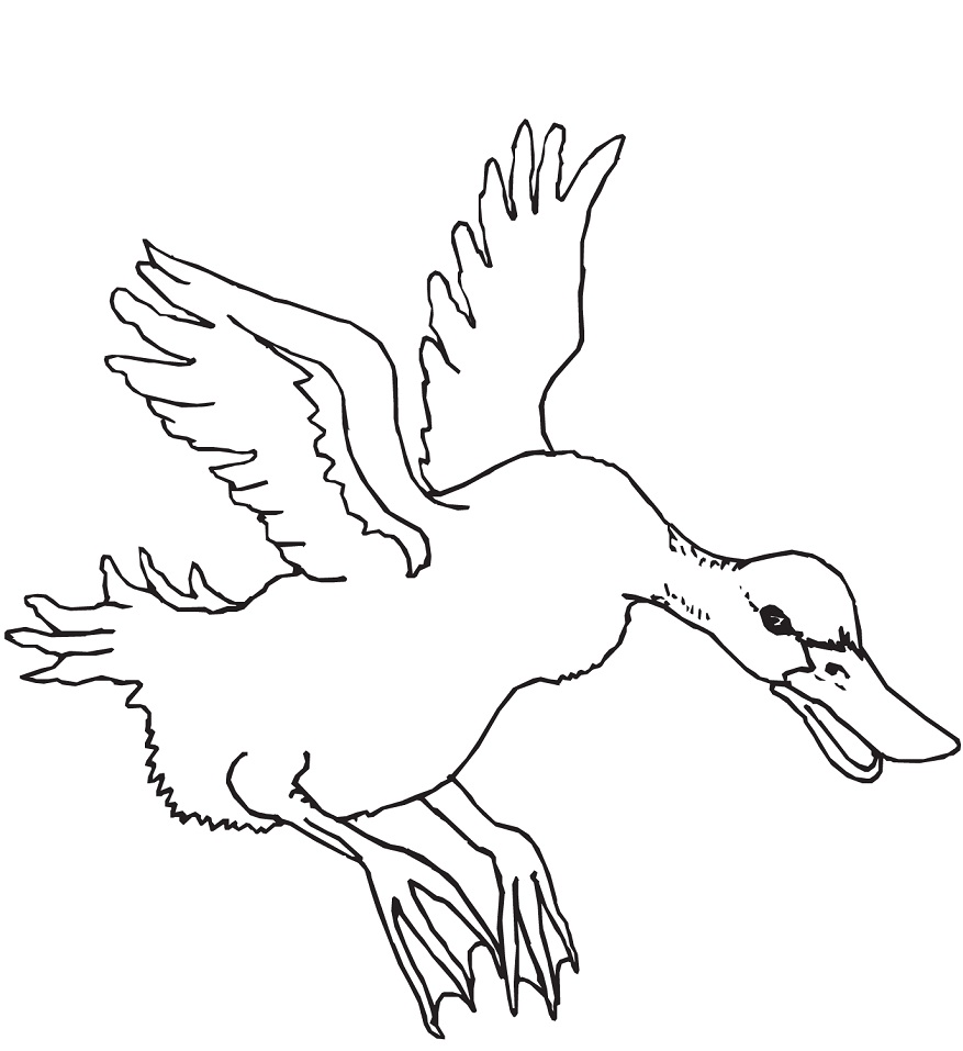 Desenho de Pato Download para Colorir e Pintar
