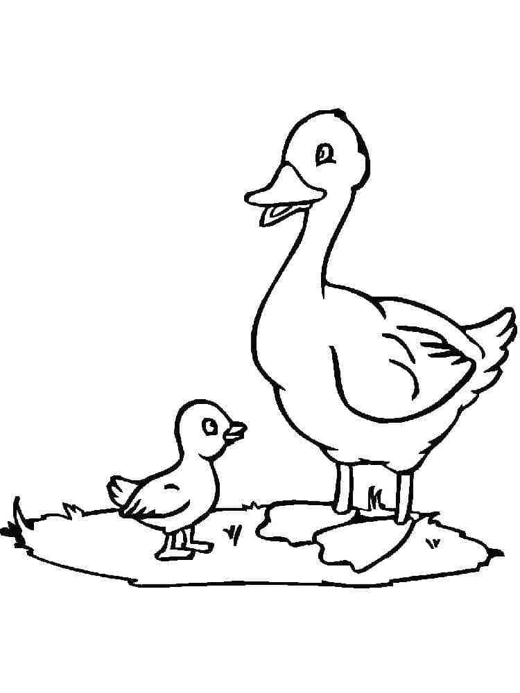 Desenho de Pato e Patinho para Colorir e Pintar