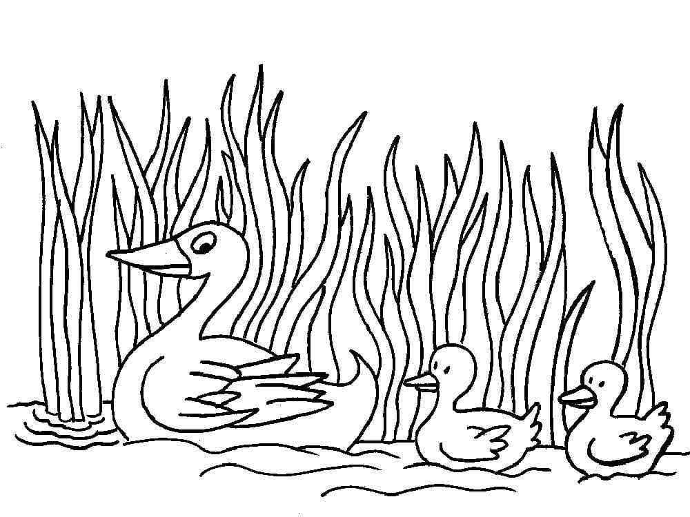 Desenho de Pato e Patinhos para Colorir e Pintar