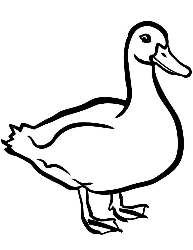 Desenho de Pato e Pintar
