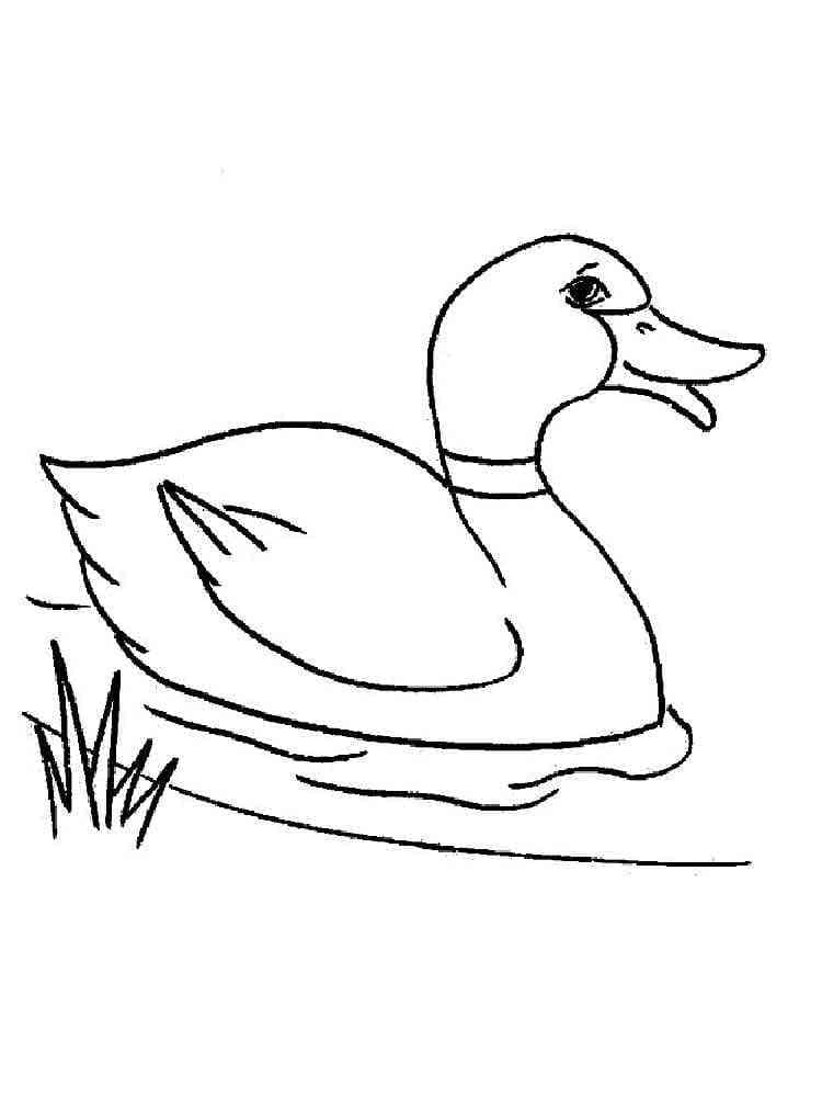 Desenho de Pato Nadador para Colorir e Pintar
