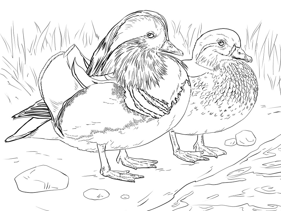 Desenho de Pato para Colorir Imprimivel e Pintar