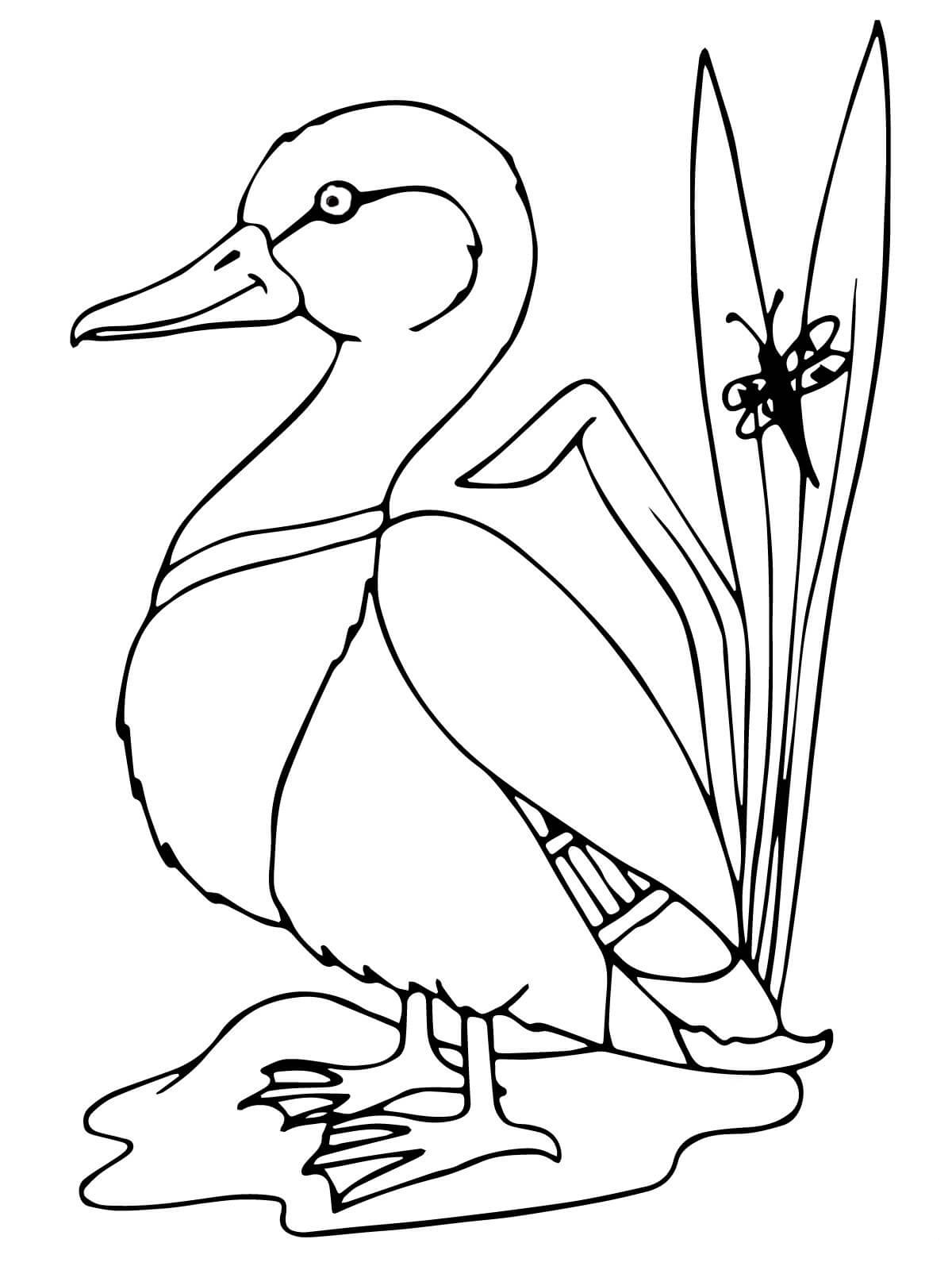 Desenho de Pato Pdf para Colorir e Pintar