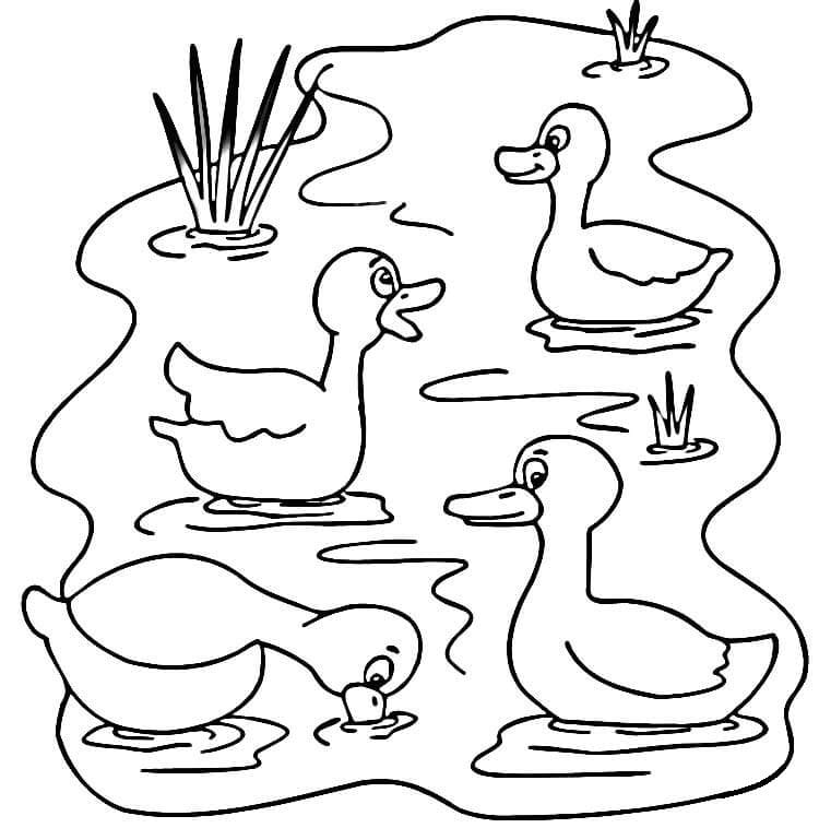 Desenho de Patos Nadadores para Colorir e Pintar
