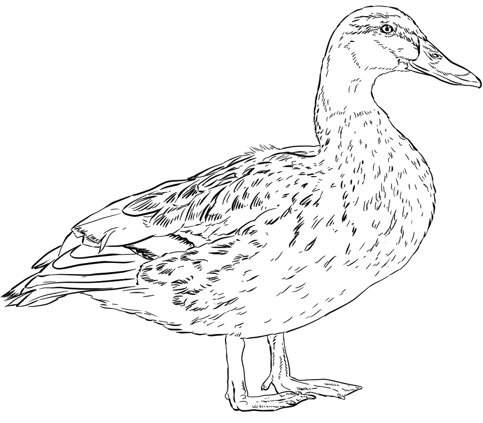 Desenho Realista de Pato Real para Pintar com Giz de Cera