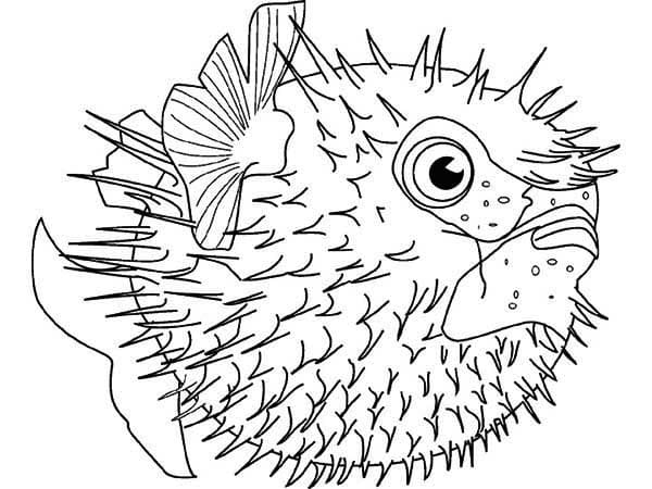 Desenhos de Peixe Baiacu para Colorir