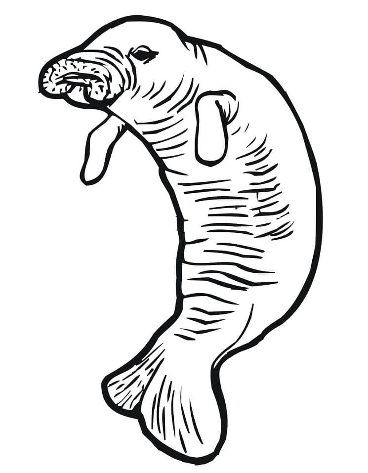 Desenho de Peixe Boi para Crianças de 2 Anos para Colorir e Pintar