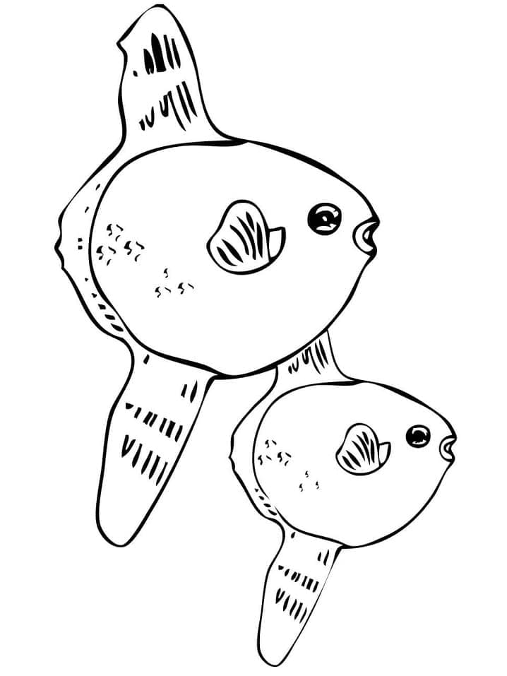 Desenho de Dois Peixes Lua para Colorir e Pintar