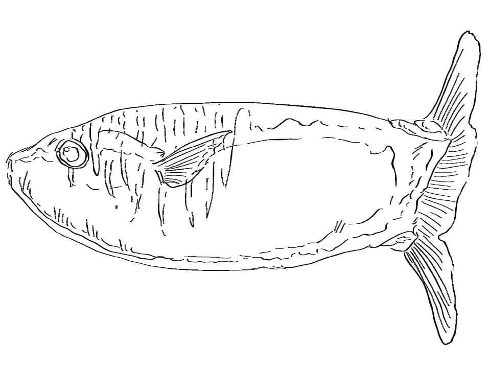Desenho de um Peixe Lua Realista para Colorir e Pintar