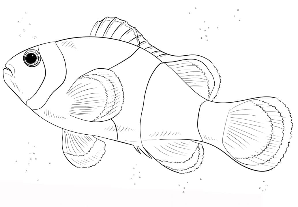 Desenho de Imagem de Peixe Palhaço para Colorir e Pintar