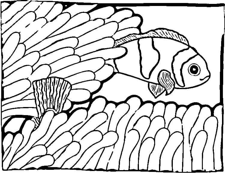 Desenho de Peixe Palhaço Nadando para Colorir e Pintar