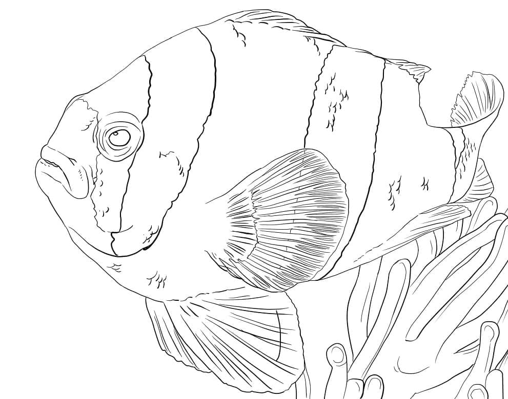 Desenho de Peixe Palhaço Reaslitico para Colorir e Pintar