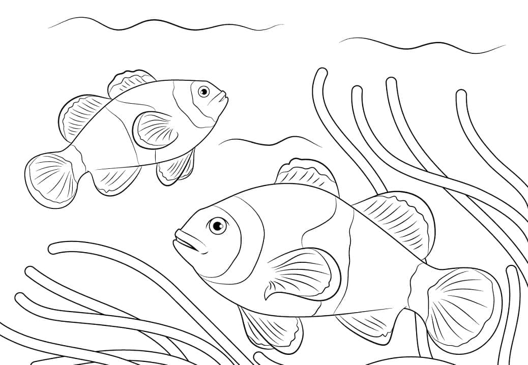 Desenho de Peixes Palhaço Nadando para Colorir e Pintar