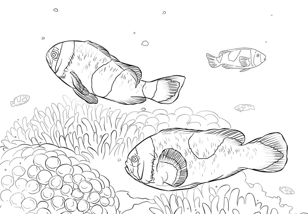 Desenho de Peixes Palhaço para Colorir e Pintar