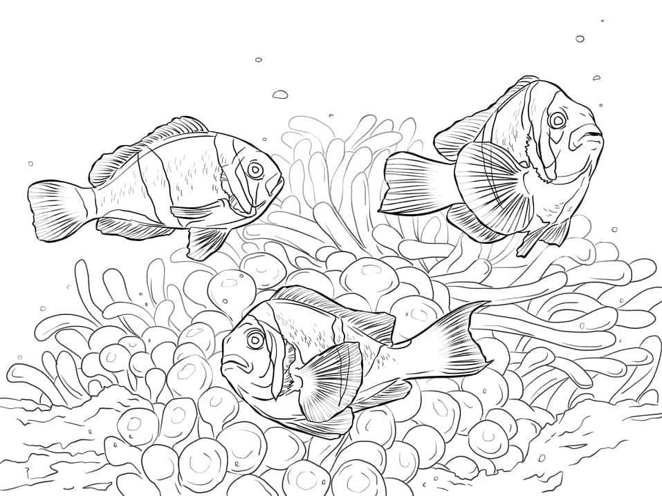 Desenho de Três Peixes Palhaço para Colorir e Pintar