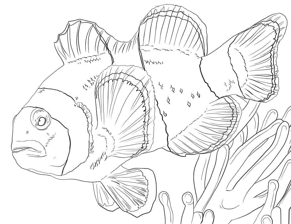 Desenho de um Peixe Palhaço Nadando para Colorir e Pintar